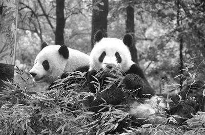 杭州大熊猫“成就”手术后 情况不容乐观 杭州大熊猫“成就”手术后 情况不容乐观
